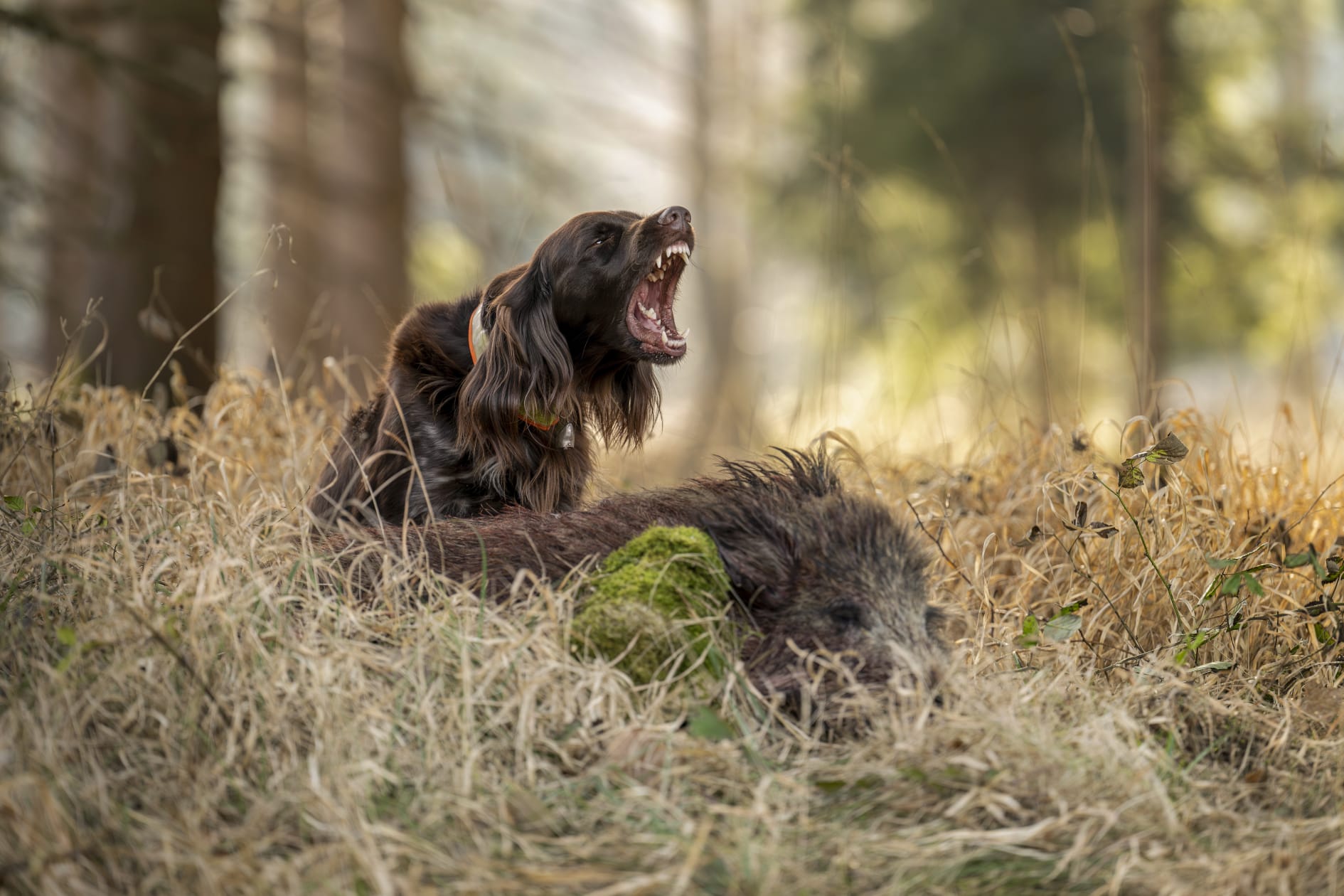 Jagdhund neben einem Wildschwein im Wald
