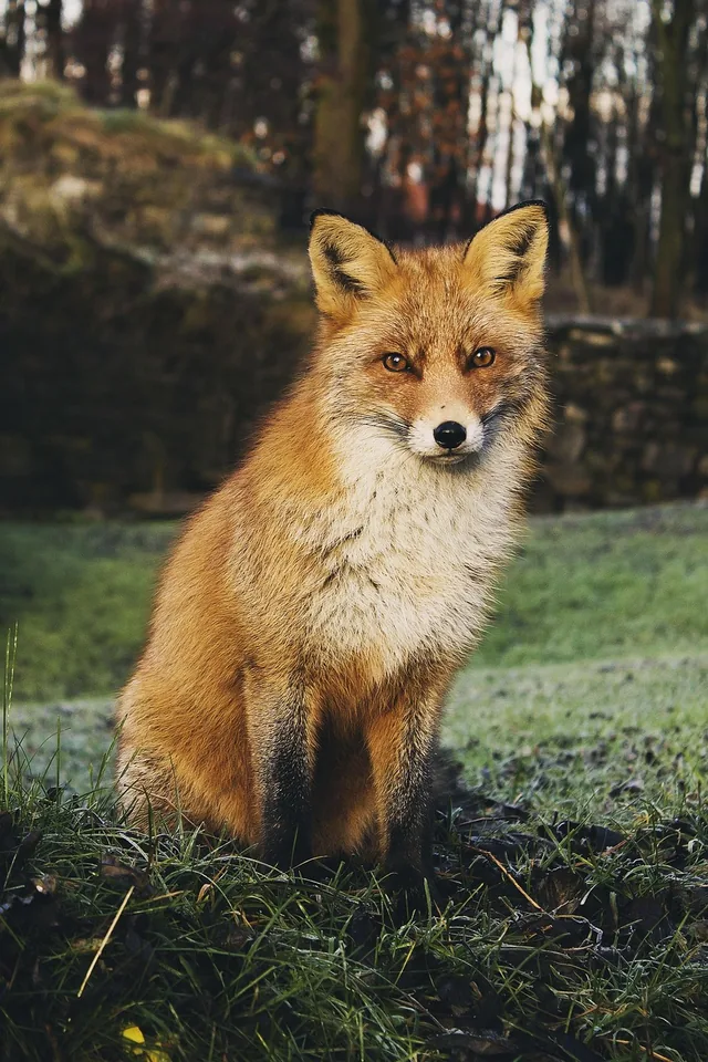 Rotfuchs auf einer Wiese am Waldrand