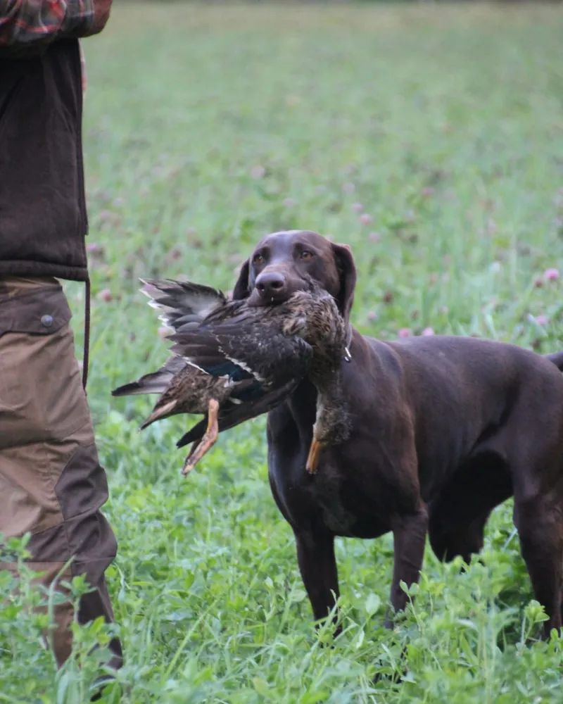 Hunting dog with a retrieved duck beside its handler in a meadow