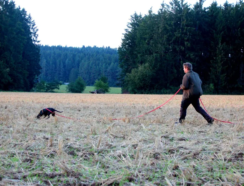 Hunting dog and handler working a trail in a field, using a long red lead