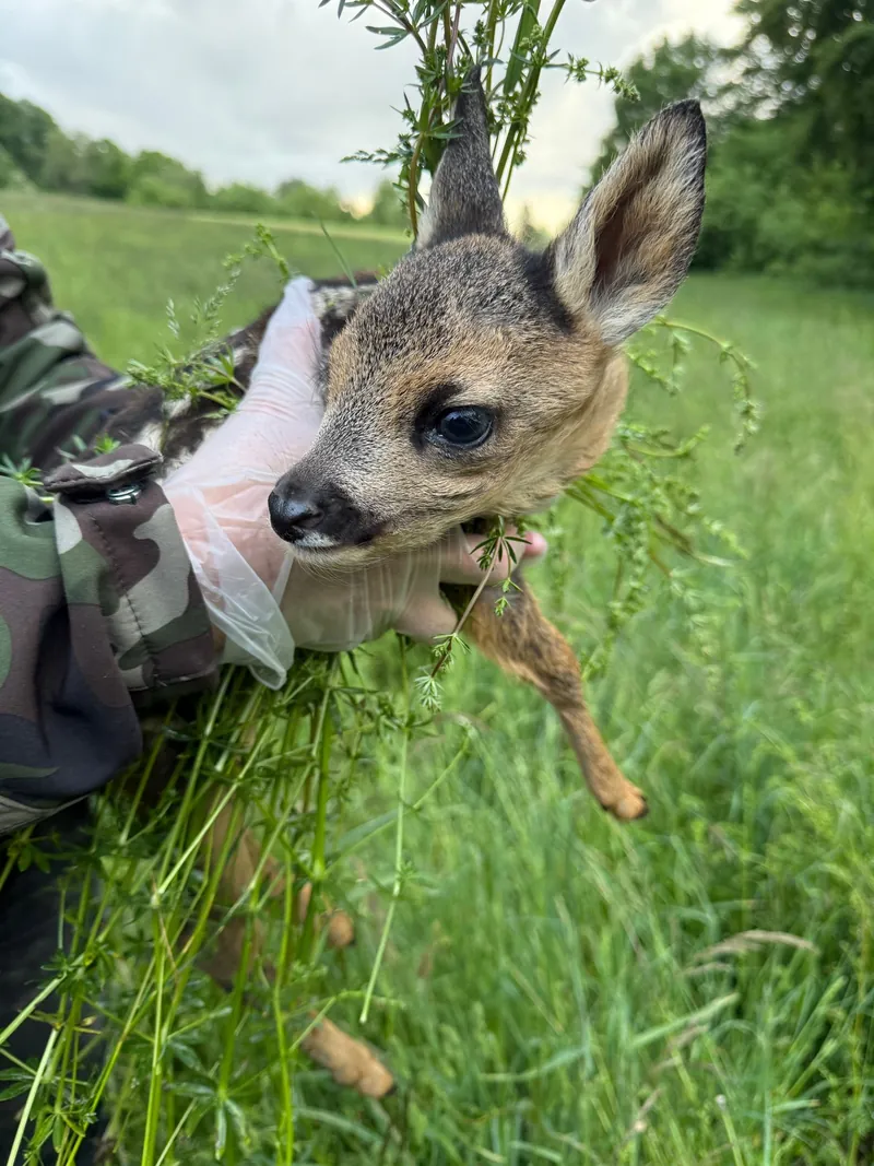 A fawn being carefully secured with gloves before mowing