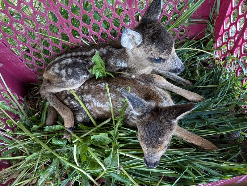 Two roe deer fawns on grass in a safety box during fawn rescue