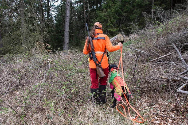 Nachsuchengespann mit Jagdhund am Schweißriemen im Wald