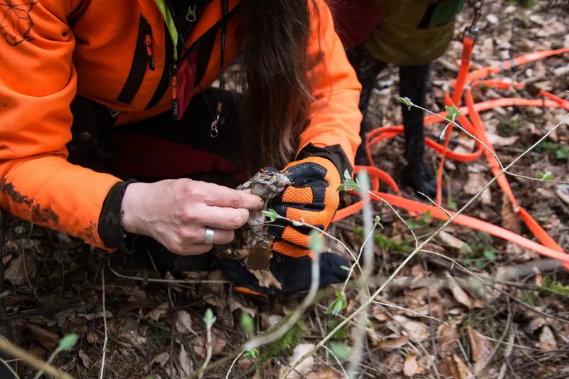 Hände mit einem Wildlauf neben einem orangefarbenen Schweißriemen