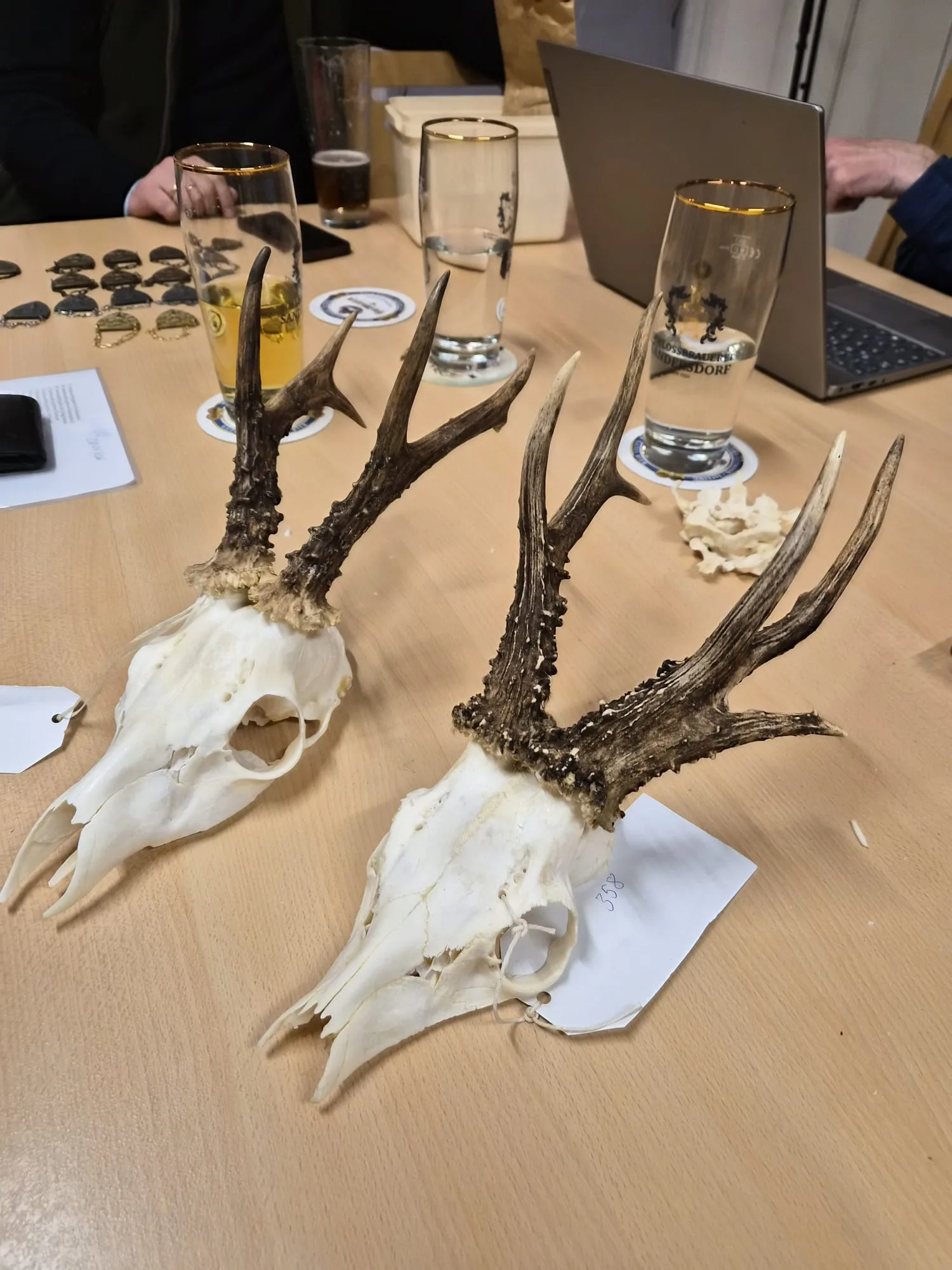 Roe deer antlers on a table for assessment.