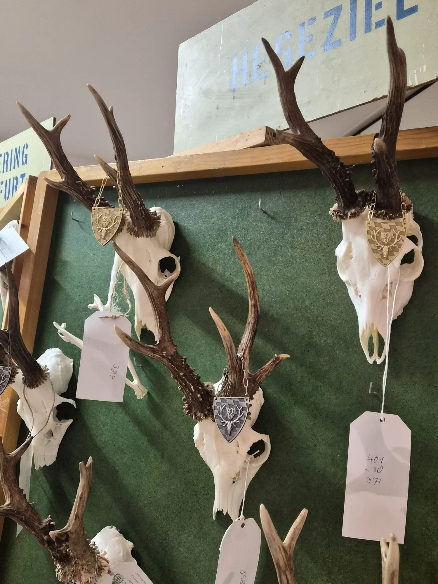 Individual roe deer antlers in the exhibition.