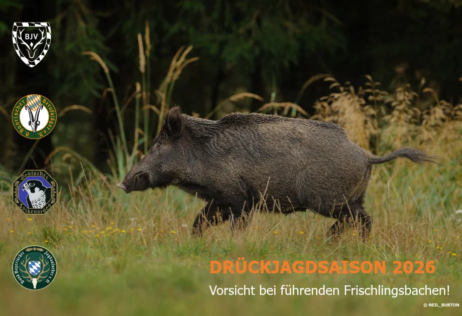 Drückjagdsaison 2026: Vorsicht bei führenden Frischlingsbachen