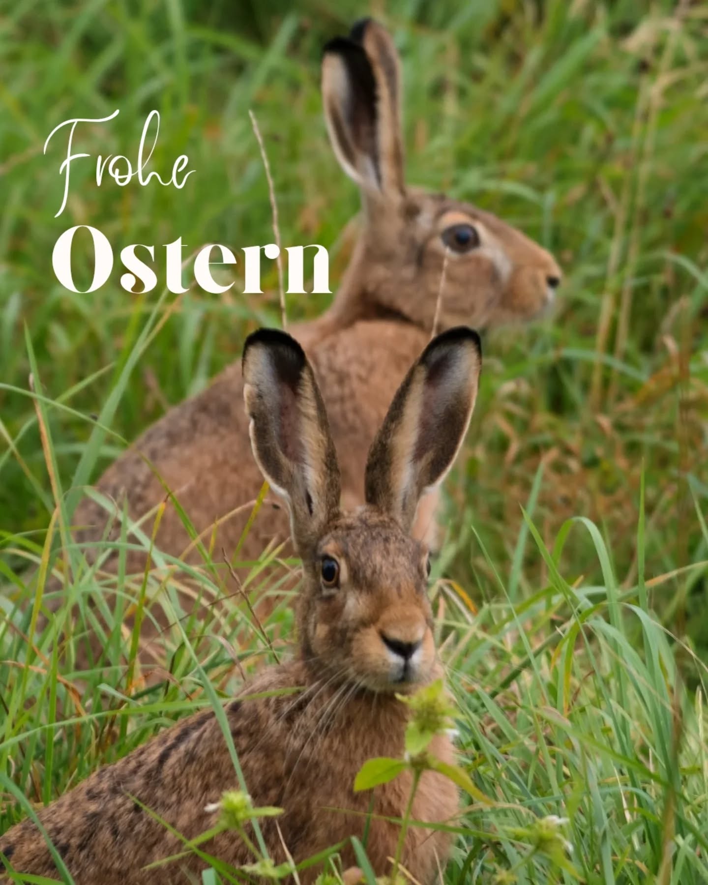 Ein Ostergruß aus dem Verein