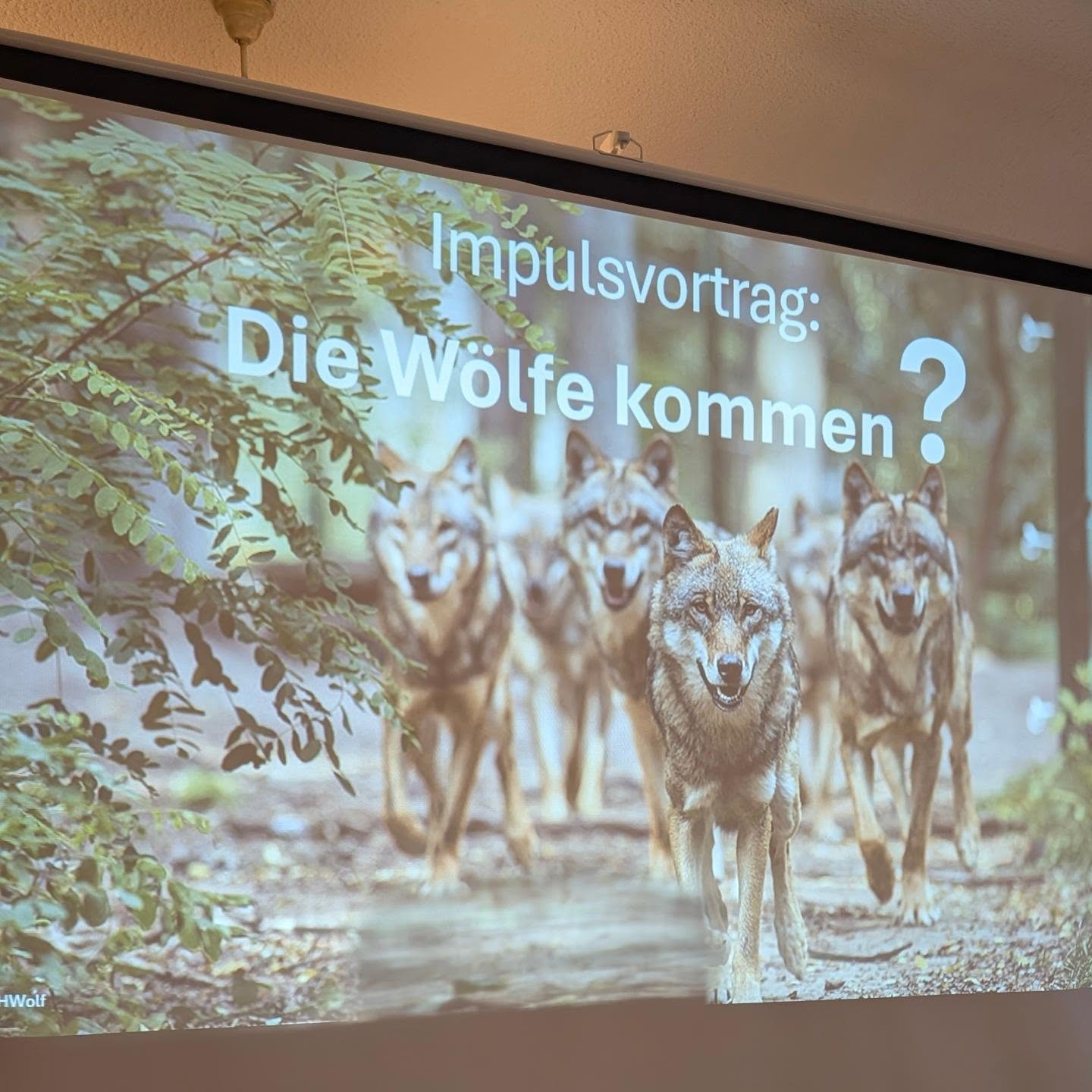 Im Gespräch über den Wolf