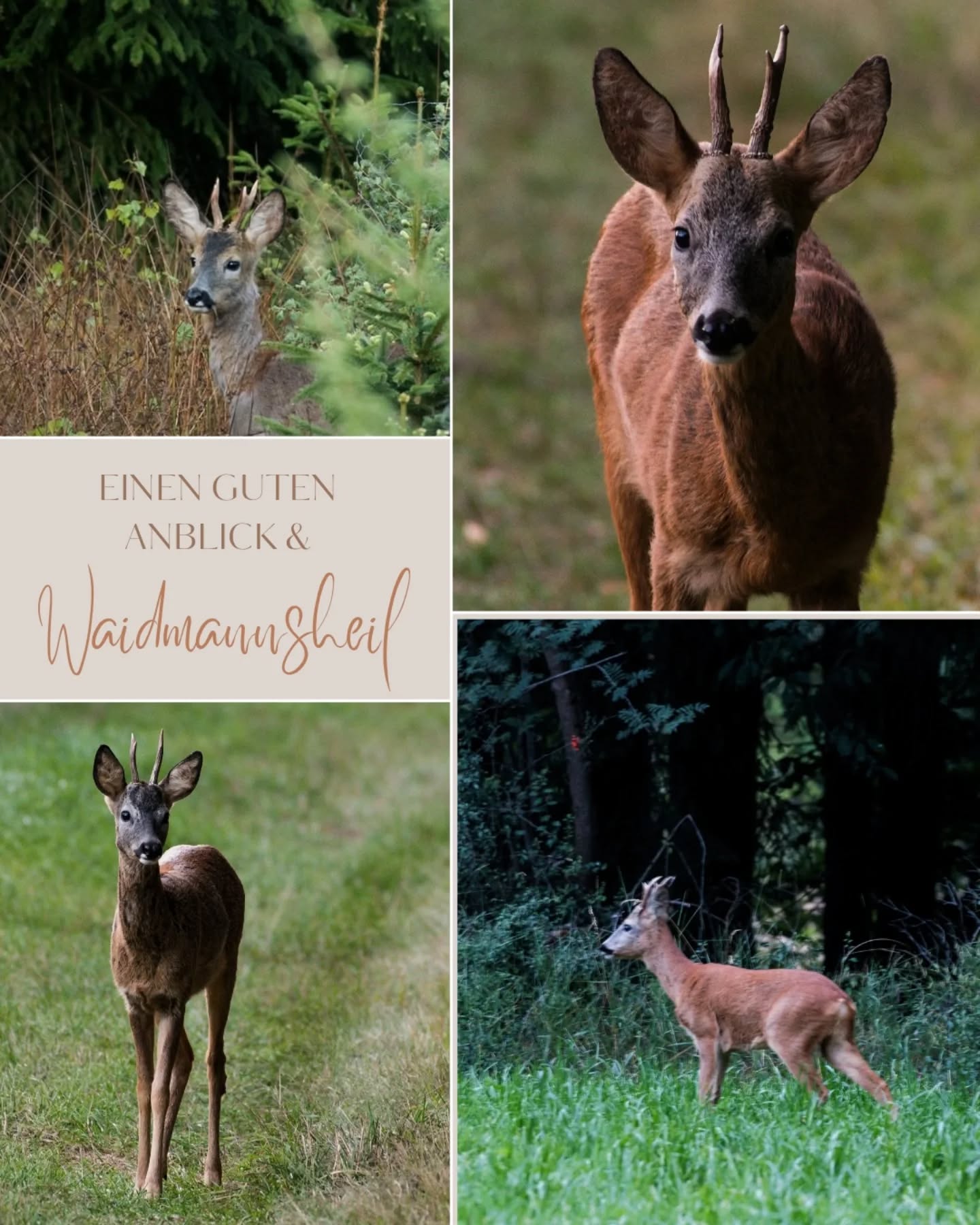 #mai #bockjagd #jagdzeit #jagd #hunt #jägerin #jäger #waidwerk #waidmannsheil #waidmannsdank #jagdindeutschland #jagdinb