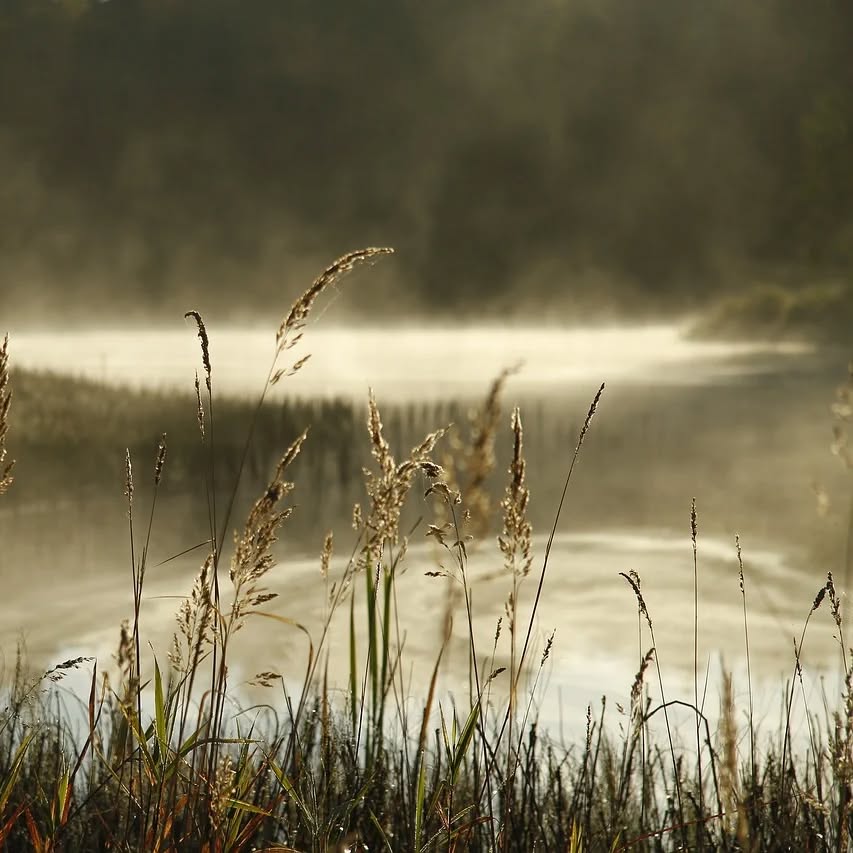 Heute am 01. November beginnt die Winterruhe für Wasservögel an den großen bayerischen Seen, wie Chiemsee, Starnberger S