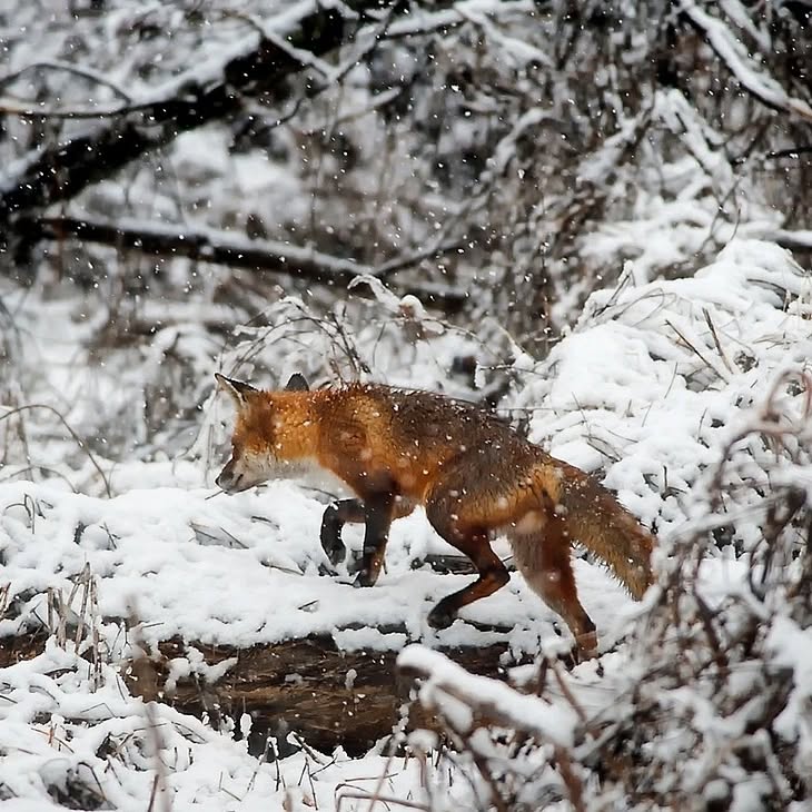Der Rotfuchs wandelt zur Zeit auf Freiersfüßen ...