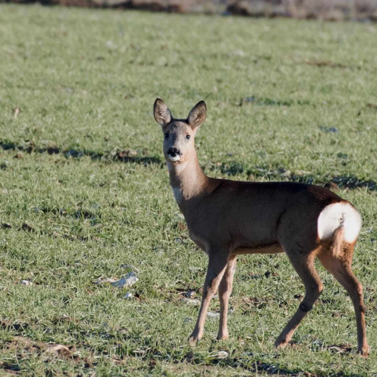 Anpassung der Jagdzeiten und ein falsches Bild der Jagd im Allgemeinen.