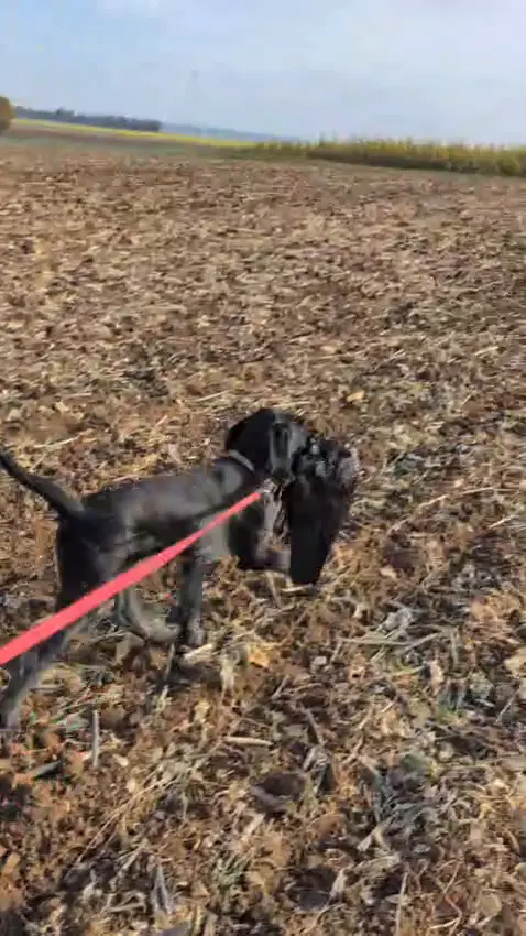 Little Holly retrieving a crow