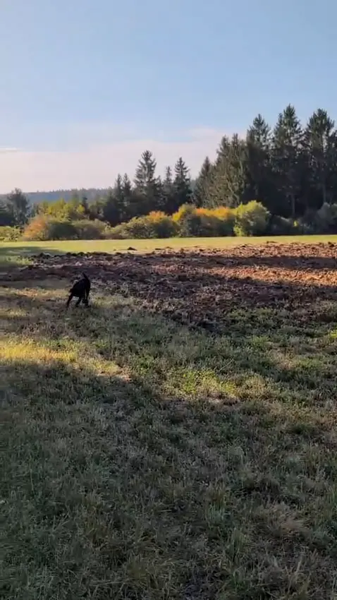 Little Holly searching for the crow