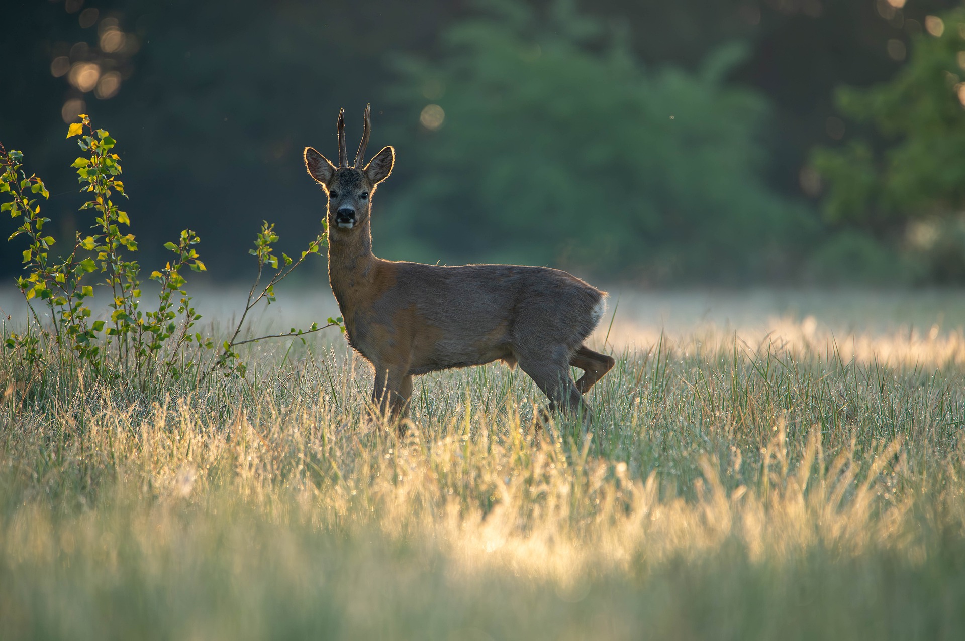 Rehbock im Morgenlicht