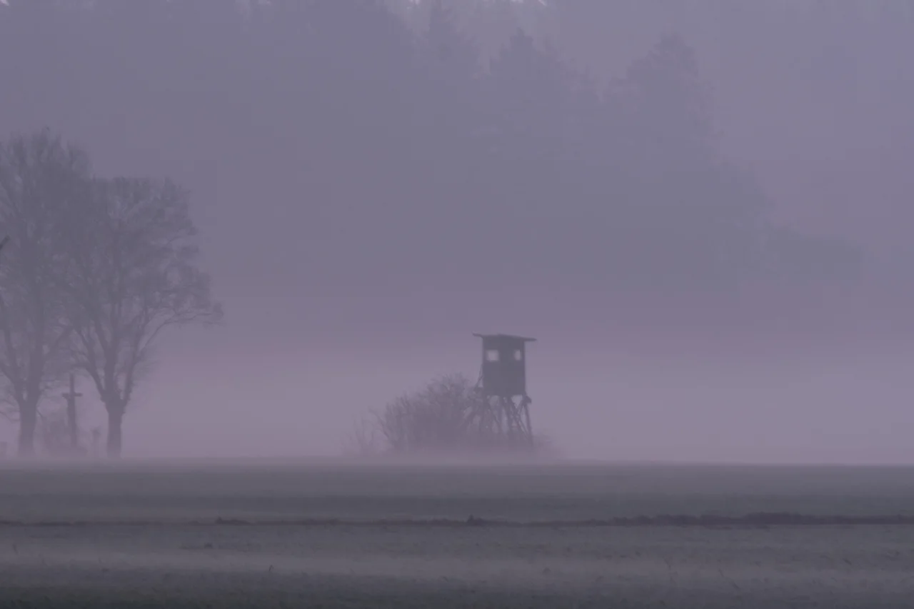 Hochsitz und Bäume im Morgennebel am Feldrand