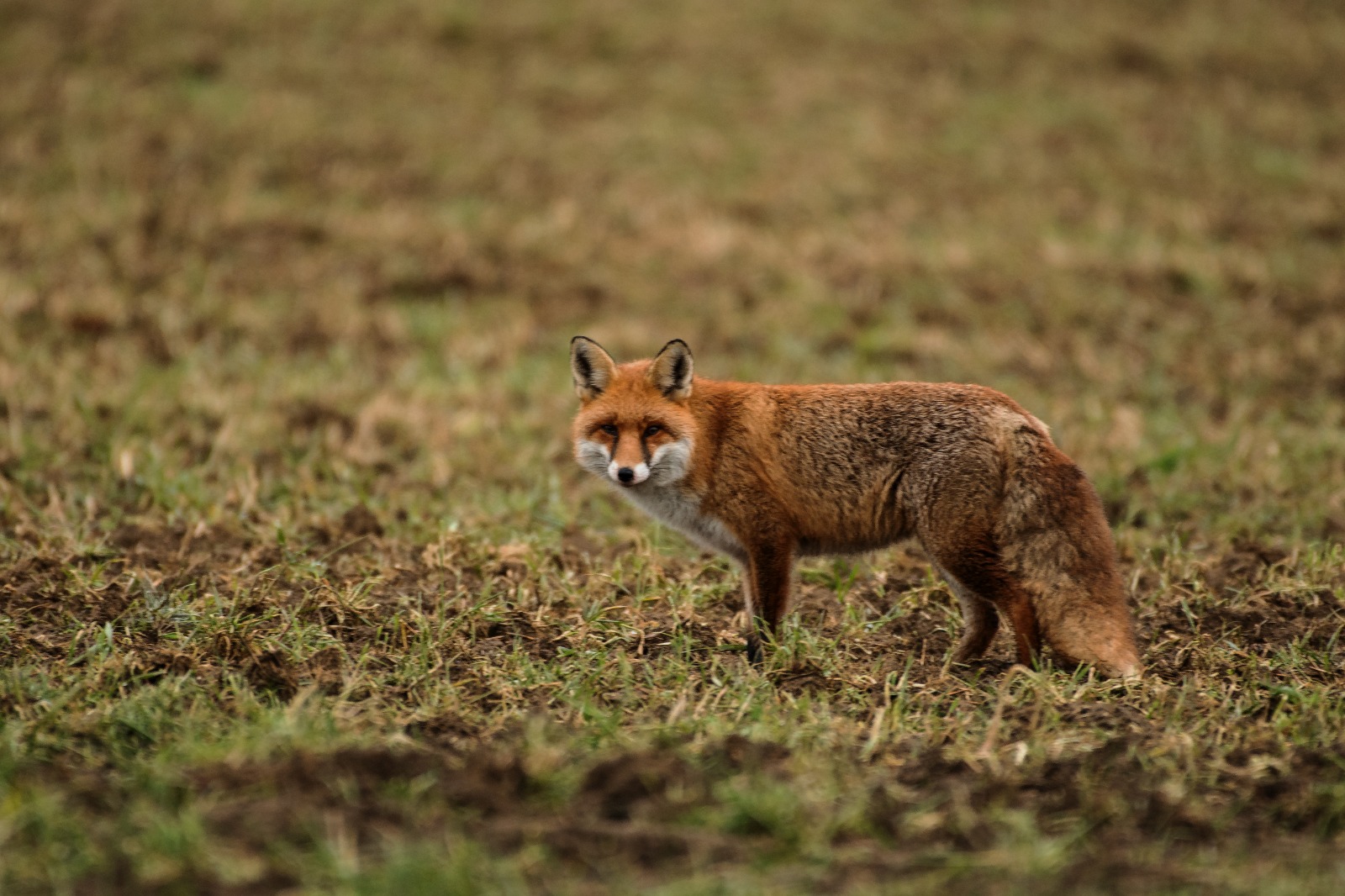 Ein Fuchs im Grünland – Wildbeobachtung gehört zur Revierpraxis.