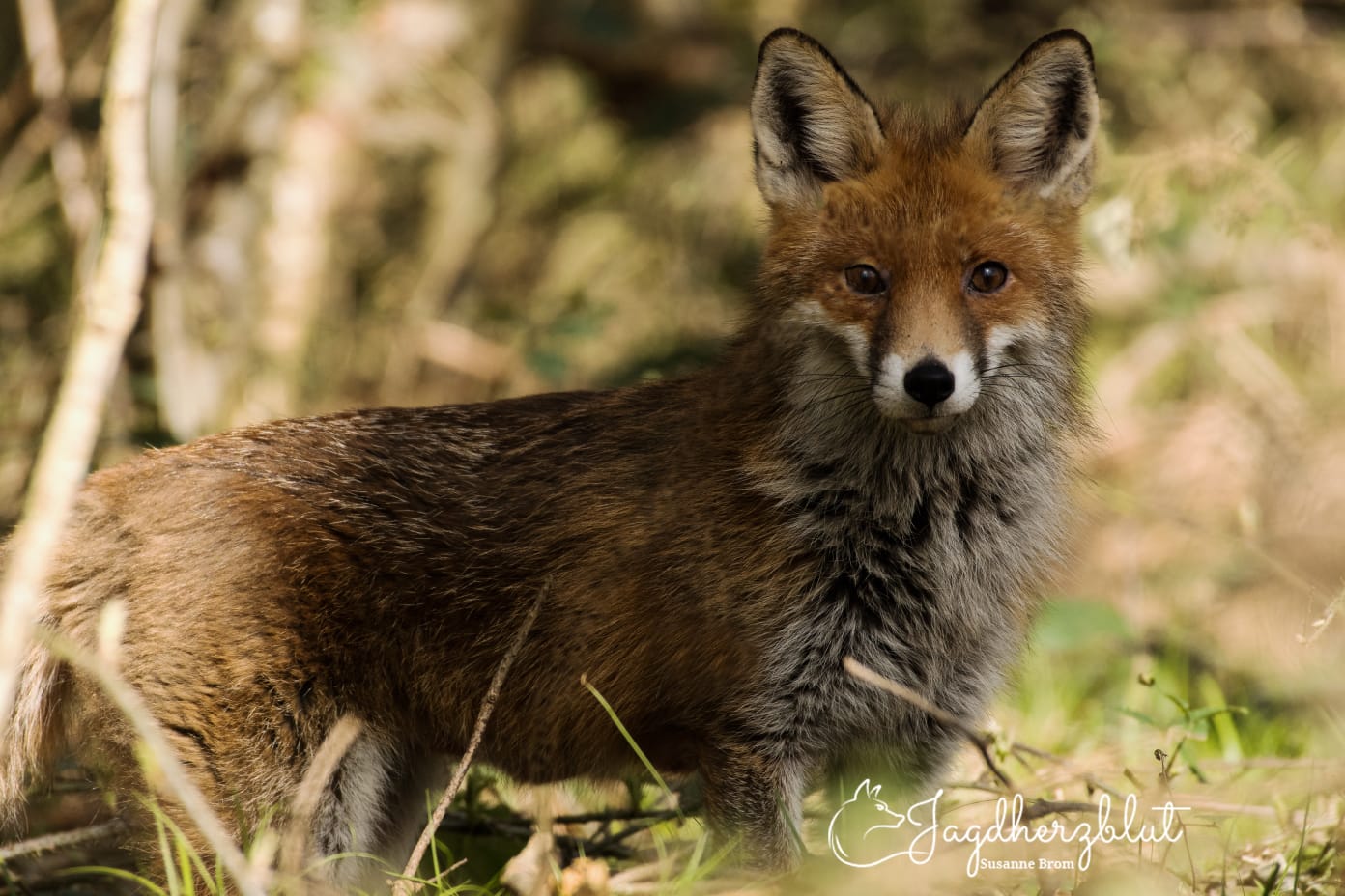 Ein Fuchs in seinem natürlichen Umfeld.