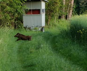 Schwarzwildprämie 2023/24 fortgesetzt!