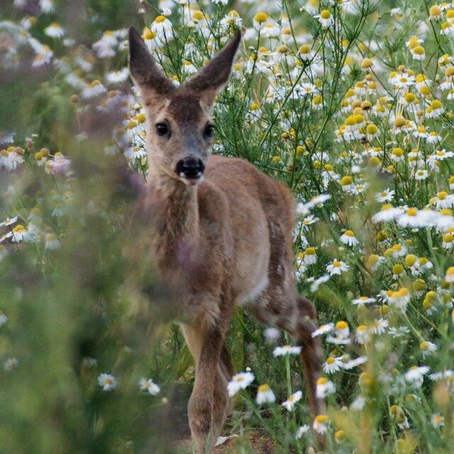 Das Dilemma mit dem Kitzabschuss 
Seit 1. September haben Kitze und Geißen Jagdzeit. Das heißt alles Rehwild darf im Moment erlegt werden. Es wird heftig diskutiert über den frühen Kitzabschuss. Viele Experten sprechen sich dafür aus, viele Jäger können sich nicht damit anfreunden, einigen ist es egal: Was Jagdzeit hat, wird geschossen, um den Abschussplan zu erfüllen, und das frei von jeglichen Emotionen. 
Fakt ist: In manchen Gegenden sind die Kitze sehr spät gesetzt worden und logischerweise auch noch sehr klein. Die Bindung zur Geiß ist eng. Man kann beobachten dass sie noch gesäugt werden ohne dass die Geiß sie wegstößt. 
Der Wildbrethändler in unserer Region hat erst kürzlich ein Rundschreiben verschickt, dass er Kitze unter einem Gewicht von 7 kg nicht vergüten kann. Es ist durchaus nachvollziehbar, weil es sich für ihn nicht mehr rechnet aufgrund des geringen Wildbretgewichts welches letztendlich übrig bleibt. Es stellt den Revierpächter aber auch vor ein Dilemma. Nicht jeder verfügt über ein großes Netzwerk und hat die Möglichkeit Wildbret in großen Mengen privat zu verkaufen. Und auch wenn man fast ausschließlich Wild auf dem häuslichen Speiseplan hat, ist die Abschussvorgaben höher als dass man alles selbst verzehren kann. Was also tun? 
Der eine legt sofort los um möglichst  gleich Kitz UND Geiß erlegen zu können (und zwar genau in dieser Reihenfolge, denn alles andere wäre eine Sauerei und zudem verboten), der andere wartet einfach noch bis in den Spätherbst. Letztendlich entscheidet jeder für sich selbst wie er die Sache angeht, denn Kitzabschuss ist ein emotionales Thema. Von der Wirkung auf die Öffentlichkeit ganz zu schweigen - Kalbfleisch zu essen scheint ja noch okay zu sein, aber beim Rehkitz haben viele das kleine gepunktete Etwas vor Augen und werfen uns Jägern dann vor, wir retten es im Frühjahr nur vor dem Mähtod, um es dann abzuknallen ... 
. 
#reh #rehwild #jagd #revier #geiß #wildesdeutschland #rehabschuss #streckenliste #unterejagdbehörde #kitzabschuss #waidwerk #jagdzeit #natur #wald #waidwerk #jagdinbayern #jagdindeutschland #waidmannsheil #waidmannsdank #kitzvorgeiß #wildbret #wildbrethändler #abschussplan #abschussvorgabe