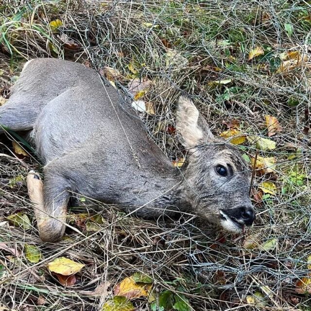 Achtung, die Bilder könnten verstörend wirken‼️
Kürzlich erreichten uns diese Bilder und die traurige Geschichte dazu. 
Ein Vereinsmitglied stieß bei der Revierrunde auf ein Reh, welches sich in einem Zaun verfangen hatte. 
Es klagte furchtbar, schon bevor der Jäger und sein Hund es überhaupt gesehen hatten und versuchte verzweifelt aus der Todesfalle zu entkommen. Das Schmalreh befand sich augenscheinlich schon länger in dieser ausweglosen Situation, weil es völlig erschöpft war. Der Jäger, der keine Waffe bei sich trug, konnte nur das einzig richtige tun, nämlich seinen ausgebildeten Jagdhund zu schicken, um das Leiden des Tieres zu beenden. 
Was für manche grausam klingt, war für das Tier eine schnelle Erlösung.
Das letzte Bild zeigt die Verletzungen, die erst sichtbar wurden, als das Tier aus der Decke geschlagen wurde. Hier sieht man deutlich, wie sehr es gekämpft haben muss. Natürlich wurde es verworfen.
. 
Was halb eingefallene, nicht intakte Zäune betrifft: diese Todesfallen gehören beseitigt❗
Kulturzäune die ihren Schutzzweck erfüllt haben, verlieren ab diesem Zeitpunkt die Voraussetzung für ihre naturschutzrechtliche Zulässigkeit und baurechtliche Genehmigungsfreiheit❗
Der Schutzzweck ist NICHT MEHR  GEGEBEN, wenn die Forstpflanzen weitgehend "aus dem Äser des Wildes gewachsen sind" ODER "wenn ein Zaun aufgrund Baufälligkeit oder sonstiger Schäden Wilddurchlässig geworden ist."
Das Belassen alter Zäune stellt eine bußgeldbewehrte Ordnungswidrigkeit dar ❗ (Quelle: AELF Bayern) 

#jagd #jagdistmehr #wald #natur #naturschutz #artenschutz #jäger #jägerin #jagdinbayern #jagdindeutschland #revier #verpflichtung #verantwortung #waidwerk #wildschutzzaun #waldau #forstzaun #schutzzaun #zaunabbau #wildtierfalle #reh #rehwild