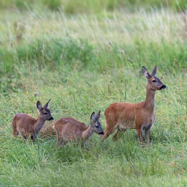 In Bayern sind die Ferien zu Ende und für viele Kinder war der 1. Schultag ein aufregendes und spannendes Erlebnis. Aber nicht nur Menschenkinder müssen zur Schule gehen, auch Tierkinder haben viel zu lernen. Rehkitze und Rotwildkälber sind darauf angewiesen von ihren Müttern zu lernen wo es die beste Äsung gibt, wo Gefahr droht, gezeigt zu bekommen, wo man sich zur Ruhe betten und Schutz suchen kann.
Beim Rotwild wird ja immer auf die extrem enge Bindung von Alttier und Kalb hingewiesen. Verwaiste Rotwildkälber kümmern und leiden psychisch und physisch. Sie verlieren nicht nur ihre Mütter, sondern auch ihren Platz im Rudel und holen die körperlichen Defizite in ihrer Entwicklung ein Leben lang nicht mehr auf.
In vielen Revieren ist jedoch das Rehwild die vorherrschende Schalenwildart und auch hier lässt sich eine enge Bindung bei Geiß und Kitz feststellen. Rehwild entwickelt sich schneller und der Nachwuchs wird früher selbstständig. Dennoch ist im Herbst (Bild 1) die Verbindung natürlich noch sehr eng, bei vielen Geißen lässt sie sich sogar noch im Frühjahr beobachten (Bild 2 und 3 vom April). Erst wenn das neue Kitz gesetzt ist, schlägt die Geiß vor allem die Jährlingsböcke ab, während häufig die Schmalrehe noch immer in der Nähe geduldet werden.

Vielen lieben Dank, @woodruff.xc für die schönen Fotos, die wir für diesen Beitrag verwenden dürfen.
.
#rehwild #rotwild #schalenwild #jagd #tuerkinder #rehkitz #rotwildkalb #mütter #wildlife #wildlifephotography #wildesdeutschland #wildtierfotografie #schalenwild
