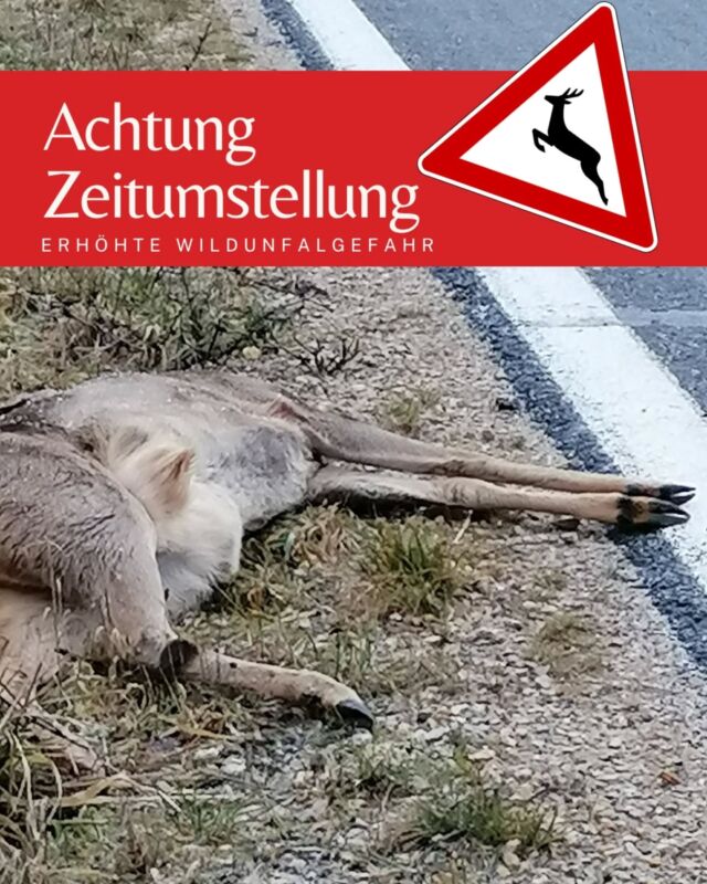 ‼️Jedes Jahr im diese Zeit ist besondere Vorsicht angesagt ‼️
🕒 Zeitumstellung

Der morgendliche und abendliche Berufsverkehr fällt genau in die Zeit, in der unser Wild besonders aktiv ist. Oft sind attraktive Äsungsflächen auch noch direkt an stark befahrenen Straße und deshalb sollten alle Verkehrsteilnehmern besonders vorsichtig unterwegs sein. Zu ihrer eigenen Sicherheit und dem Wild zuliebe.

⚠️ Und falls es trotzdem passiert, ist es wichtig, den Unfallort zu kennzeichnen und so exakt wie möglich zu beschreiben.
🚨 Wenn das abgefahrene Tier flüchtet, ist es wichtig, so viele Informationen wie möglich über die Fluchtrichtung zur Verfügung zu stellen.
🚔 Bei der Polizei melden, diese kann den zuständigen Jagdpächter informieren.
👮Für eine problemlose Abwicklung eines Schadens am Auto gibt es bei der Polizei eine Wildunfall Bescheinigung.

Fahrt vorsichtig, euch und dem Wild zuliebe ‼️

#wildunfall #strassenverkehr #zeitumstellung #winterzeit #wild #achtung #wildunfallbescheinigung #fallwild #verkehrsopfer
