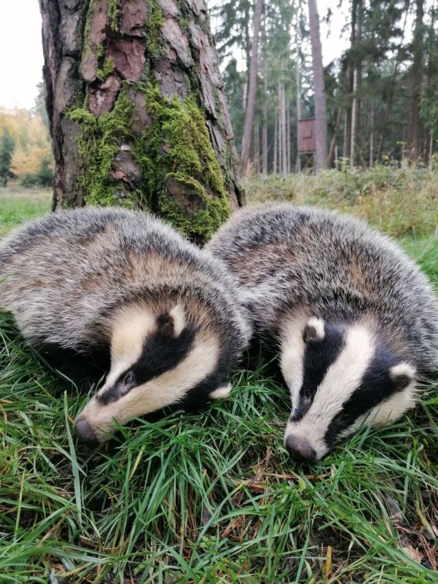 Wusstet ihr, dass die Jagdzeit für Dachse in jedem Bundesland unterschiedlich geregelt ist?
Wir haben uns das einmal genau angesehen und finden die Unterschiede schon sehr krass. 
Während in Bremen und Berlin gar keine Dachse erlegt werden dürfen, weil er ganzjährig geschont ist, hat er in Mecklenburg-Vorpommern überhaupt eine Schonzeit und darf von Januar bis Dezember bejagt werden!
Zwei gegensätzliche Extreme sozusagen.
In den einigen Bundesländern beginnt die Jagdzeit im August und endet am 31. Oktober. In Rheinland-Pfalz darf der Dachs bis 31. 12 erlegt werden und  in Thüringen bis 15.Januar.
In Schleswig-Holstein und Sachsen-Anhalt ist der Dachs bis 31. Januar frei.

.
.
#jagd #jäger #jägerin #dachs #grimbart #schmalzmann #schwarzweißgestreift #melesmeles #jagdzeit #bundesländer #schonzeit #waidwerk #waidmannsheil #waidmannsdank #jagdindeutschland #jagdinbayern