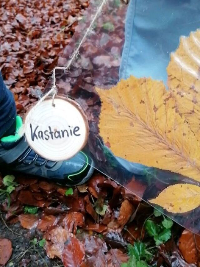 Ein Spaziergang in den Wald anstatt nur im Klassenzimmer sitzen macht Kindern und Lehrkräften gleichermaßen Spaß, schließlich bleibt es besser im Gedächtnis, wenn man nicht nur in der Theorie hört sondern fühlen kann wie die Fichte sticht, die Tanne aber nicht 🌲
Die Mädchen und Jungen aus der Berchinger Schule waren super motiviert und absolvierten auch ihre Teamaufgaben  souverän.
Wir sahen uns zusammen nicht nur die  Baumarten genau an, sondern besprachen auch welche Tiere in welchem Stockwerk des Waldes wohnen. 
Als Andenken gestalteten wir für jede Klasse ein Waldmobile als Merkhilfe fürs Klassenzimmer.
"Das war ein toller Tag und wir haben viel gelernt", war das Fazit der 39 Drittklässler.
.
.
#öffentlichkeitsarbeit #umweltbildung #schulefürsleben #naturerleben #wald #waldtag #natur #ehrenamt #jägerinnen #esgibtkeinedummenfragen #abnachdraussen #projekttagwald #grundschule #heimatundsachkunde #jägerkönnenmehr #schulkinder #naturkinder #waldpädagogik #naturpädagogik #naturerlebenundbegreifen #stockwerkedeswaldes #fichte #tanne #buche #birke #kastanie #eiche #kiefer #lärche