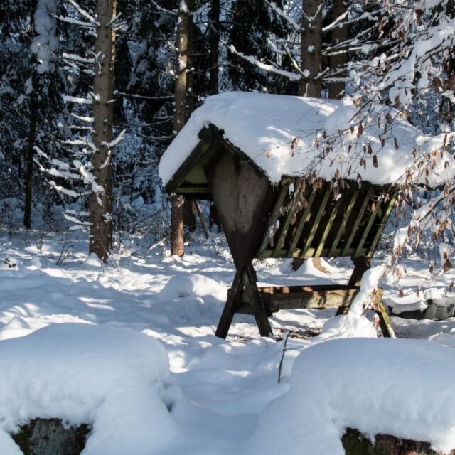 Wann ist eigentlich Notzeit?
Im bayerische Jagdgesetz ist zwar zu lesen, dass der Revierinhaber in der Notzeit verpflichtet ist zu füttern und  logischerweise müssten dazu auch erforderliche Fütterungsanlagen unterhalten werden ...
Aaaaaber, in vielen Revieren und im Staatswald gibt es solche Fütterungsanlagen gar nicht mehr. 
Schnee, gefrierender Regen und Harsch sind für unser Wild jetzt schon eine Herausforderung. Man darf gespannt sein, wie der Winter sich noch entwickelt und ob offiziell Notzeit ausgerufen wird (dafür wäre die Untere Jagdbehörde zuständig), wie z. B. im Landkreis Aurich im hohen Norden  ganz aktuell.
 

#jagd #verpflichtung #waidwerk #notzeit #jagdistnaturschutz