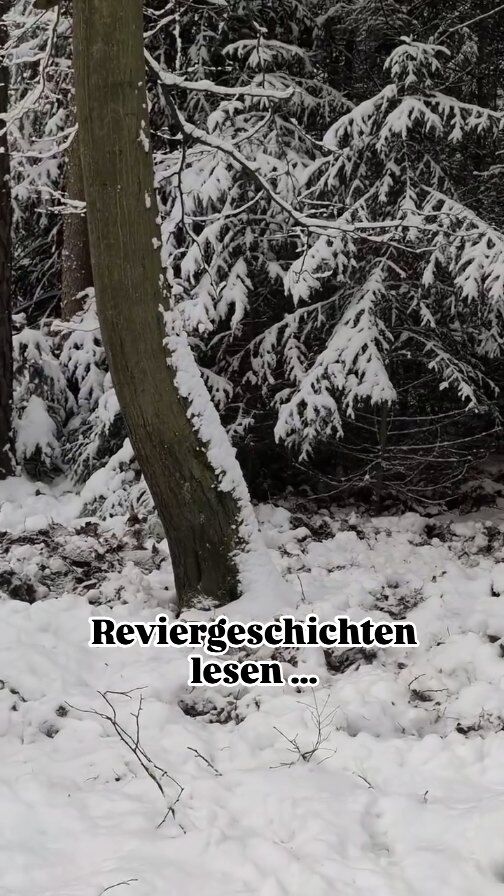 Reviergeschichten lesen ...

Eine Neue (Waidmannssprache für Neuschnee) erzählt spannende Geschichten über die vergangene Nacht. Man muss sie nur lesen wollen ...
Wo schnürt der Fuchs, wo scharrt das Reh auf dem Feld den Raps frei?
Wo zieht die Rotte Wildschweine durch den Wald und sucht unter Eichen und Buchen nach Fressbarem?

#jagd #revierleben #waidwerk #verantwortung #winterimrevier