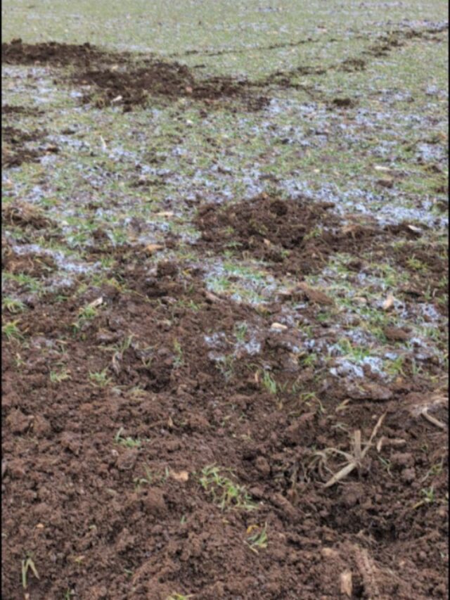 Ja, das war klar. Der große Frost ist vorbei und schon geht wieder die Post ab in Feldern und Wiesen. Jetzt heißt es aber, nicht jeder Sau die man schießen könnte, darf man auch erlegen. Überläufertrupps, die vielleicht von der Bache abgestoßen werden, weil diese im Kessel liegt, kann man im Frühling öfter begegnen. In der Regel sind die Halbstarken etwa gleich groß. 
Bei einzelnen Sauen auf den Feldern oder in der Wiese ist immer Vorsicht angebracht. Im Zweifel lieber den Finger gerade lassen, zu groß ist die Gefahr eine Bache zu erlegen.
Nicht um jeden Preis muss man Beute machen, auch nicht unter dem Deckmantel der Wildschadensverhütung. 

Geht's bei euch auch schon wieder los? 

#wildschaden #jagd #wildschweine #waidwerk #verantwortung
